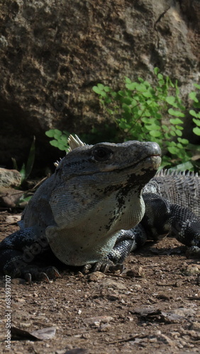 Iguana postrada sobre piedras photo