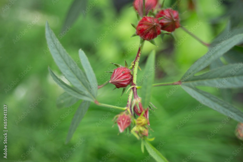 Hibiscus sabdariffa or roselle fruits Hibiscus sabdariffa or roselle fruits