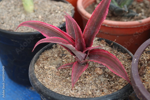 Cryptanthus leaf plant on farm photo