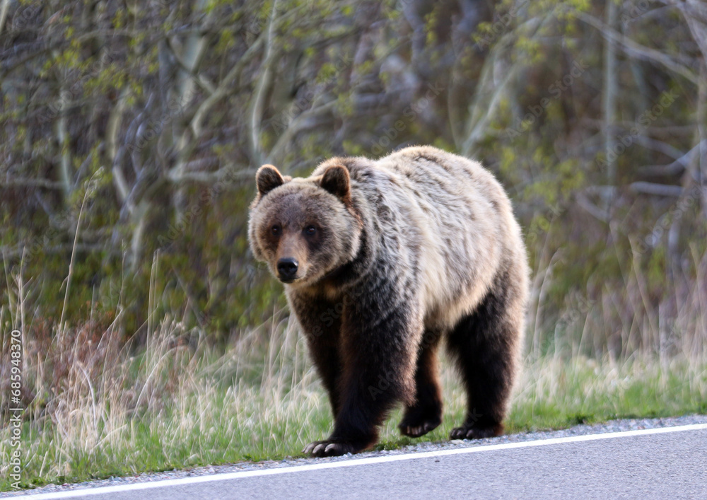 Fototapeta premium Grizzly Bear in Kananaskis Country, Alberta CA