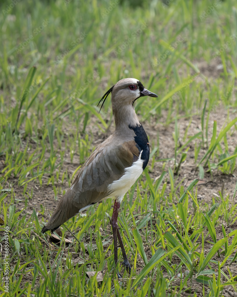 Vanellus chilensis Vanellus chilensis
