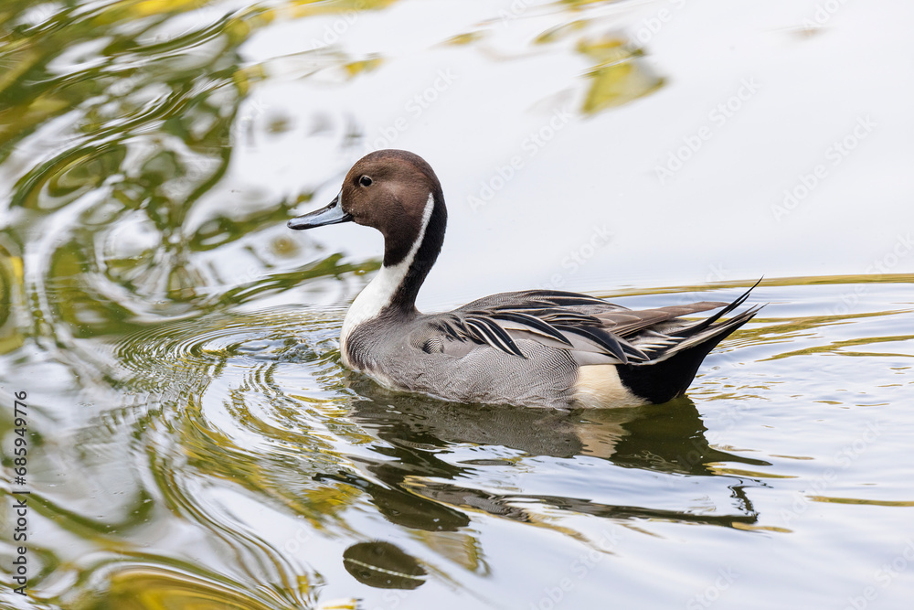 Pin-tailed Duck bird Pin-tailed Duck bird