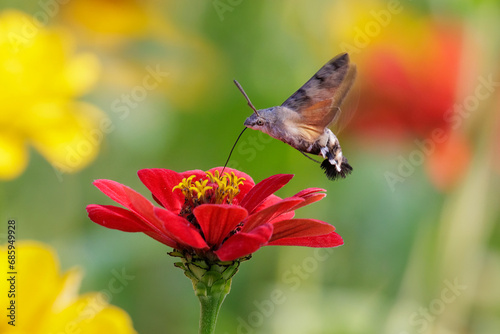 Hummingbird hawk moth