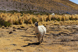 Llama in Eduardo Avaroa National Reserve, Bolivia.