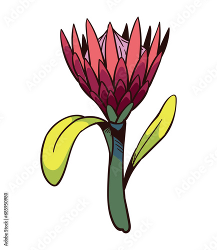 south africa king protea botanical