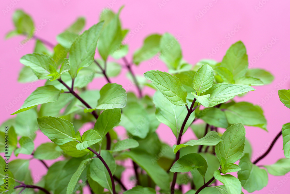 Obraz premium Fresh mint on pink background.