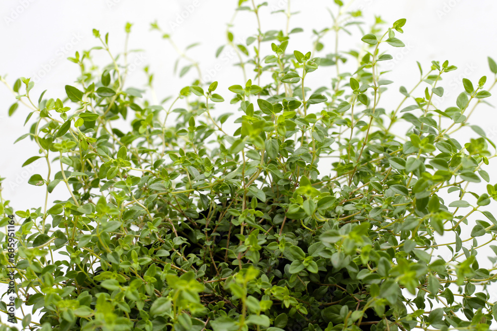 Fresh lemon thyme on white background. Fresh lemon thyme on white background.