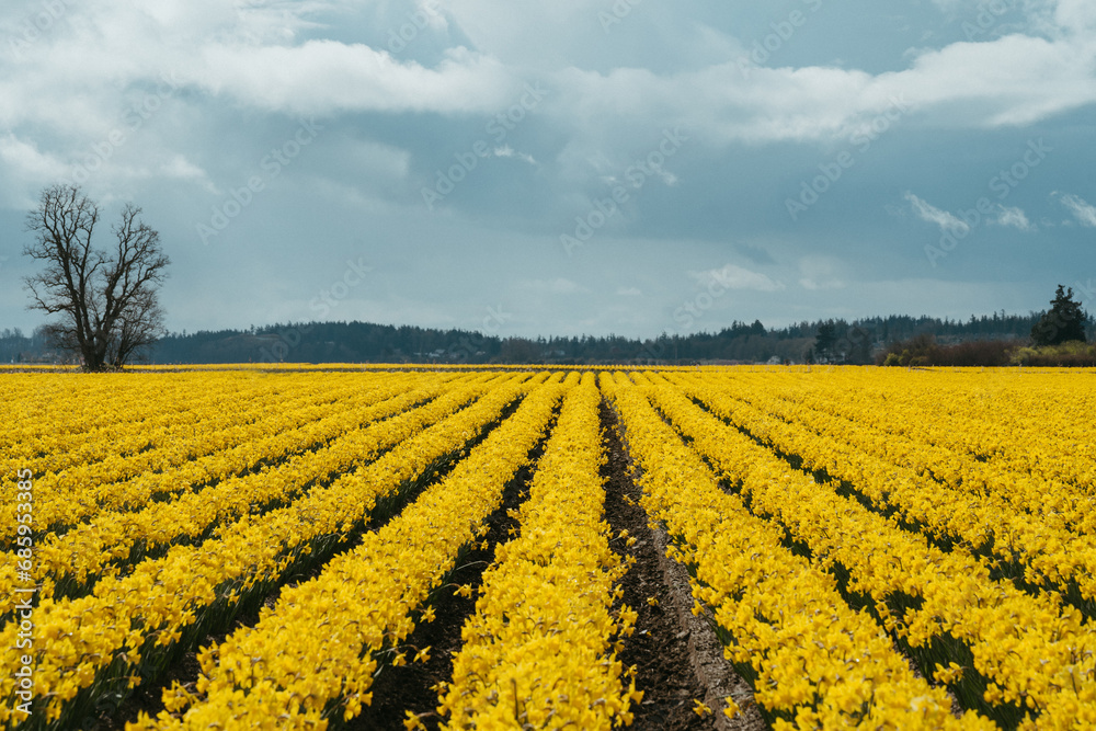 Daffodil field in spring in Skagit Valley