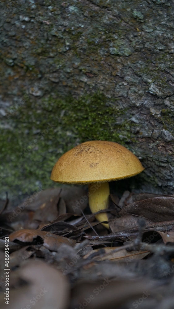 Fototapeta premium mushroom