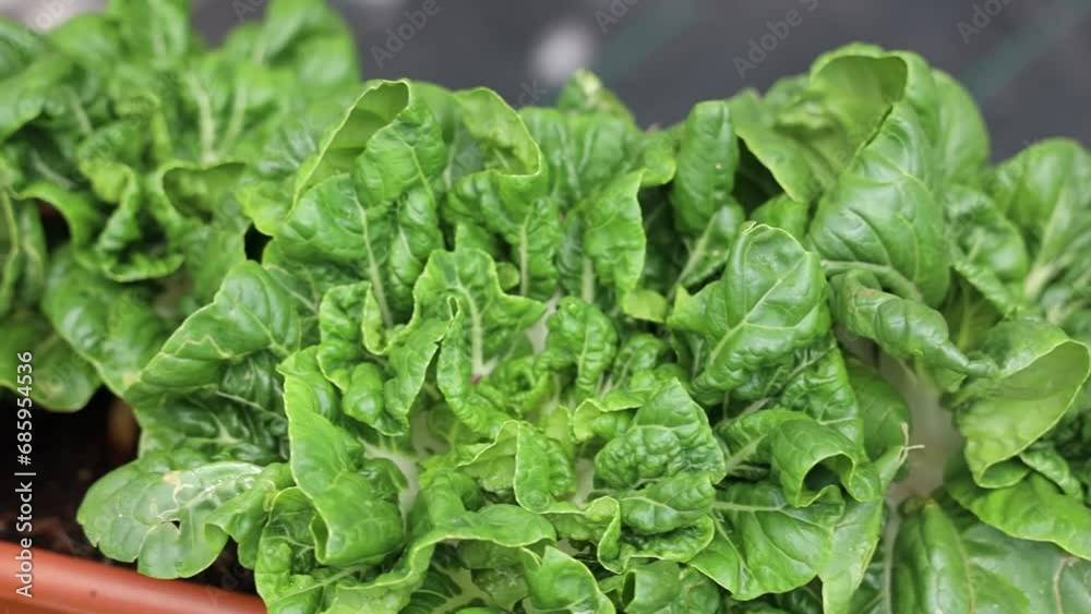 Green lettuce growing in pots in the Agricultural Experiment Station in Rio Piedras, Puerto Rico Green lettuce growing in pots in the Agricultural Experiment Station in Rio Piedras, Puerto Rico