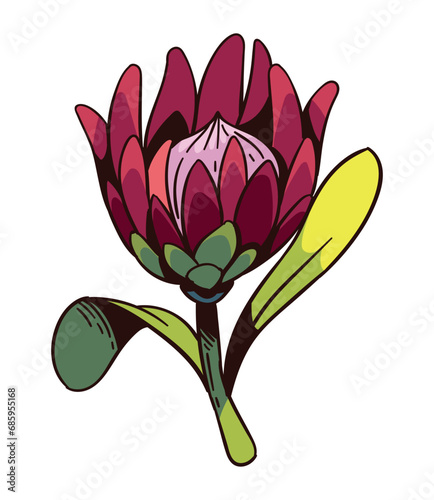 south africa king protea foliage