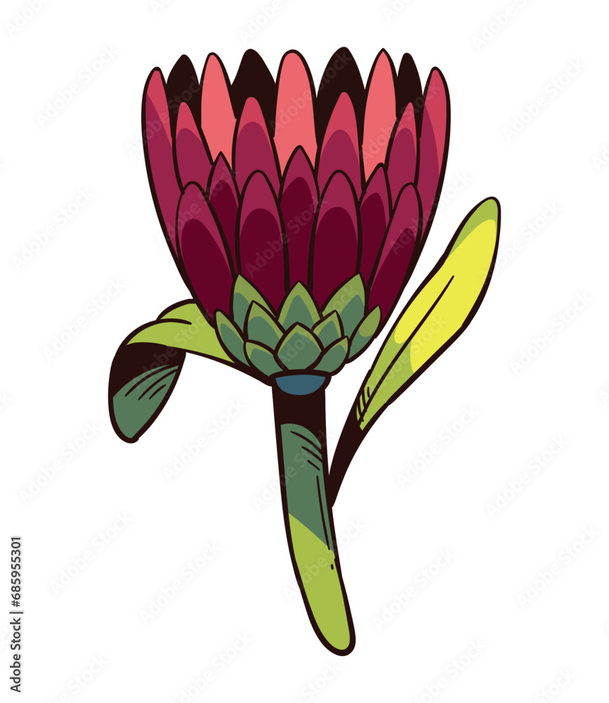 south africa king protea isolated
