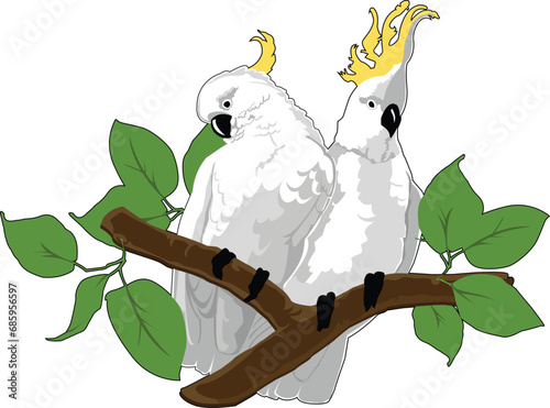 Two sulfur crested cockatoos, a pair, sitting on a branch with leaves