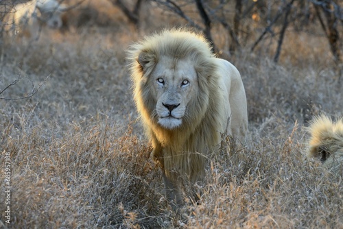 Portrait of a white lion (Panthera leo), male, Kruger to Canyons Biosphere Region, Limpopo Province, South Africa, Africa photo