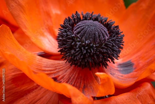 Turkish poppy (Papaver orientale), flower with stamens and pistil, Baden-Wuerttemberg, Germany, Europe photo