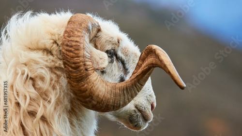Ram, Profile, Twisted Horn, Rams on Road, Mountains, Sfakia, West Crete, Chania Province, Crete, Greece, Europe photo