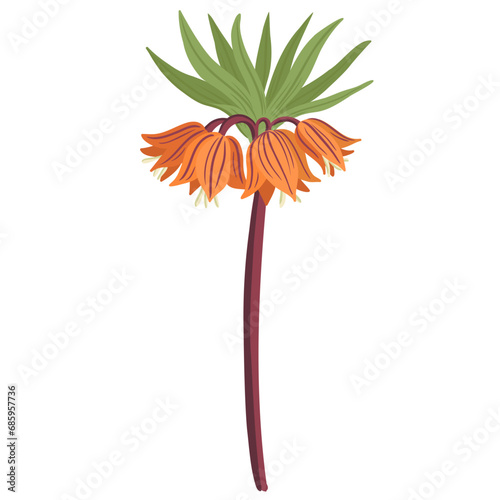 crown imperial flowers, vector drawing plant at white background, floral element, hand drawn botanical illustration