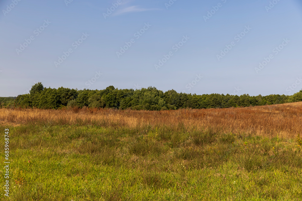 Fototapeta premium drying yellow grass illuminated by sunlight