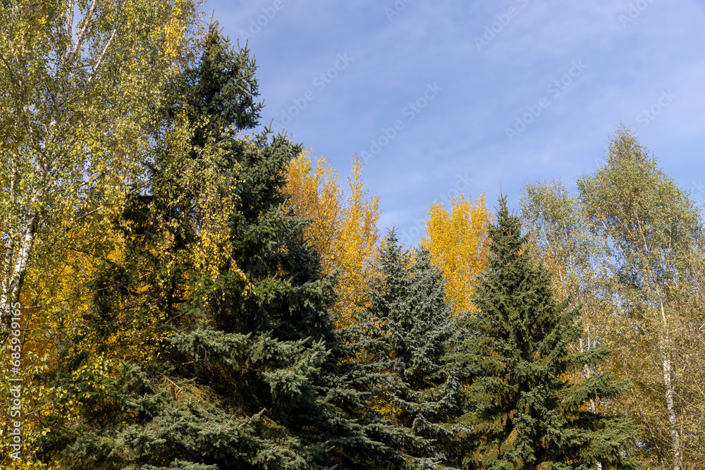 birch tree foliage during autumn leaf fall birch tree foliage during autumn leaf fall