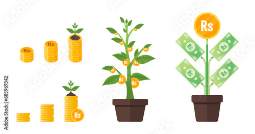 Pakistani Rupee Money Tree Growing