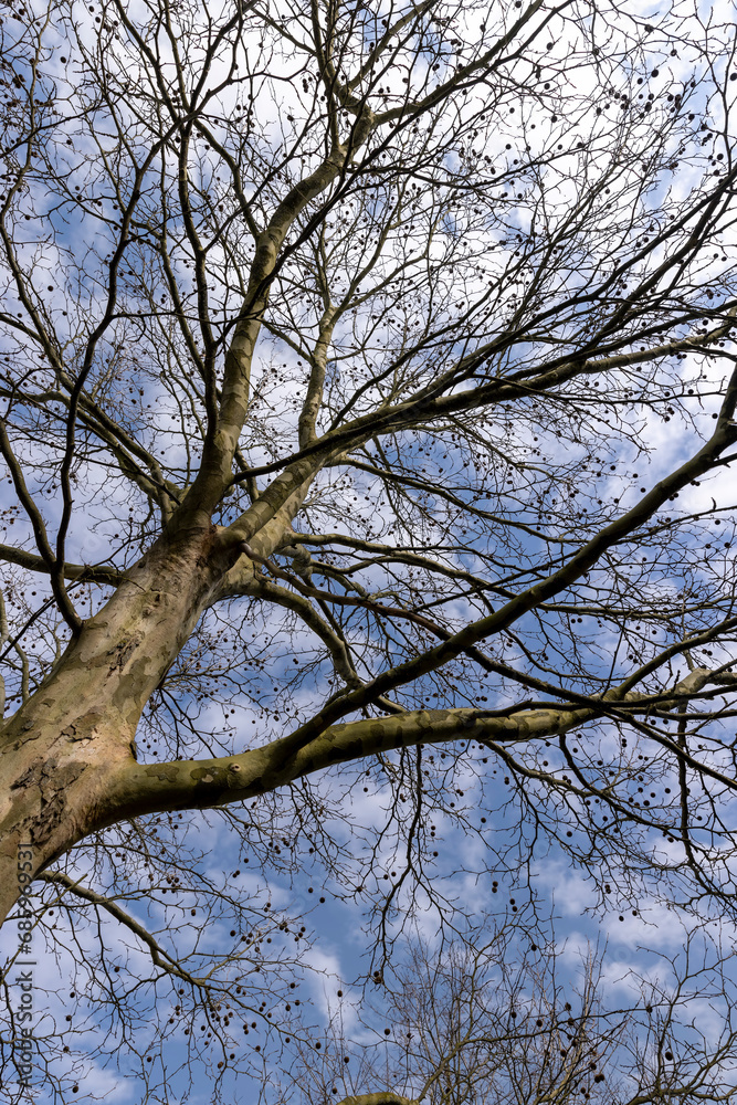 a tall sycamore tree with branches without foliage a tall sycamore tree with branches without foliage