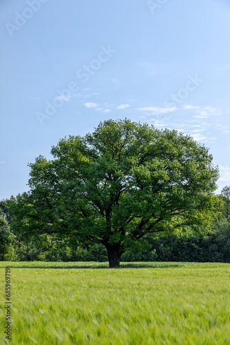 old oak with green foliage in summer