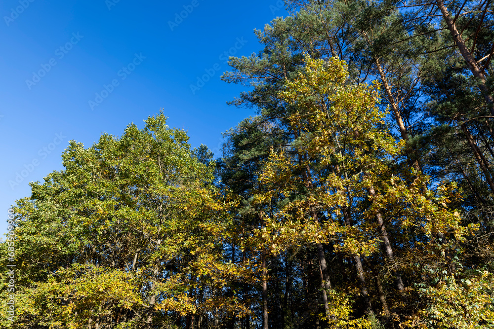 Autumn nature with trees during the fall of colorful foliage