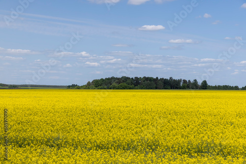 a field in spring during the flowering of rapeseed