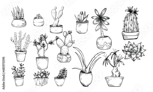 succulent plants handdrawn collection