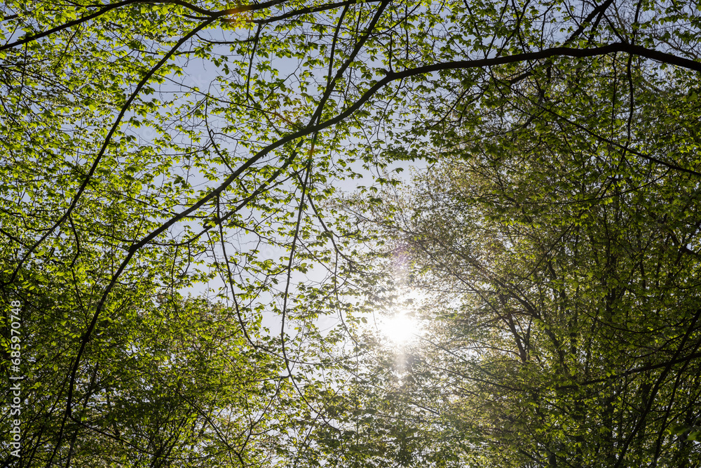 Fototapeta premium deciduous trees in a mixed forest in the spring season