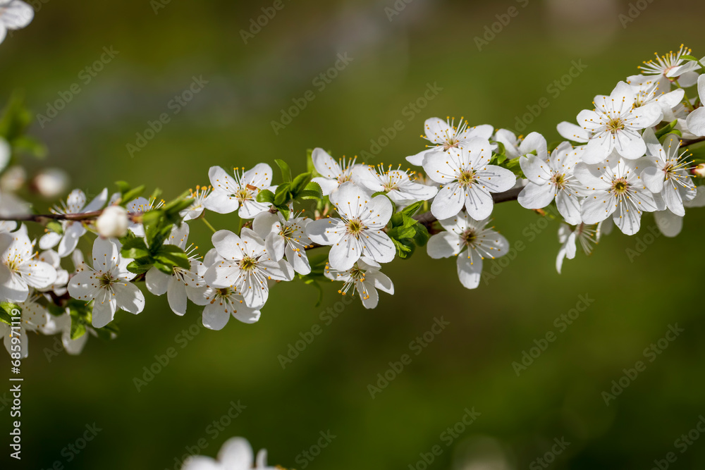 cherry blossoms in the orchard in spring cherry blossoms in the orchard in spring