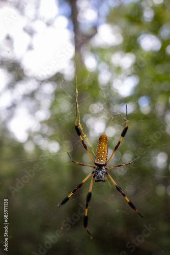 Banana spider in the swamp