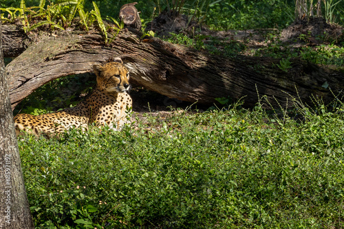 Cheetah Waking Up