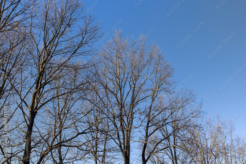 leafless trees in early spring in sunny weather leafless trees in early spring in sunny weather