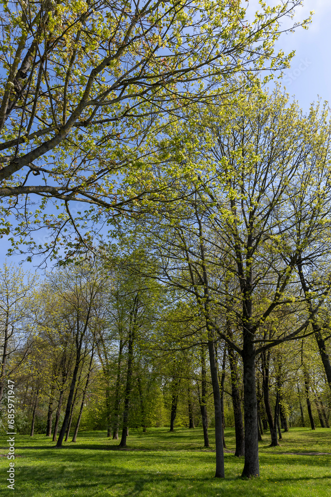Obraz premium different types of trees in the park in sunny weather