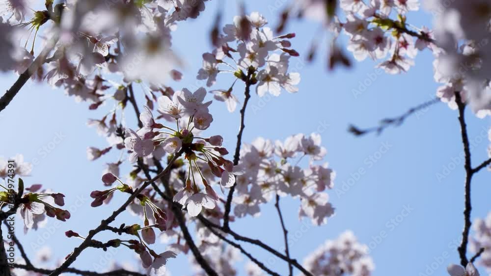 満開の桜のティルトアップ4Kスローモーション動画 満開の桜のティルトアップ4Kスローモーション動画