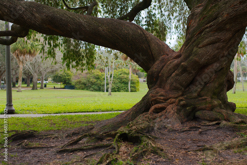 Low shot of  Large Twisted oak tree trunk with roots in foreground shaded with green grass,  on the right and other trees in sunlight. In Crescent Lake Park in St. Petersburg, FL.