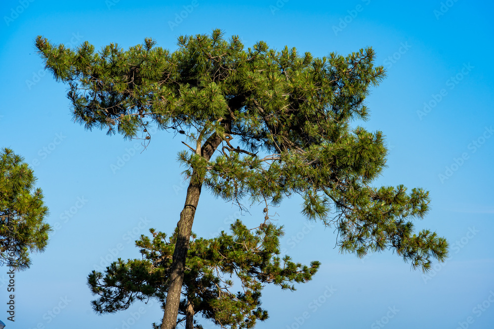 Grüner Nadel Baum im Sommer von Kroatien Grüner Nadel Baum im Sommer von Kroatien