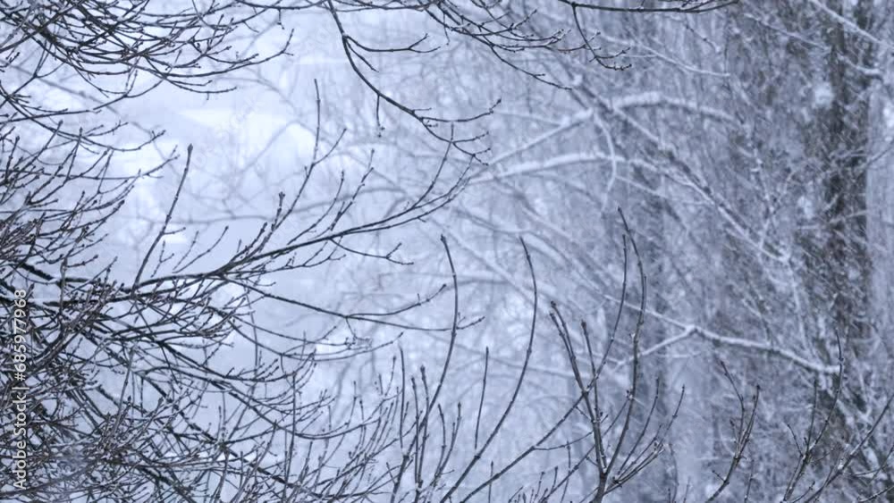 Snowfall in the park and snow-covered tree branches. Natural winter background, white snow and cold weather. Snowfall in the park and snow-covered tree branches. Natural winter background, white snow and cold weather.