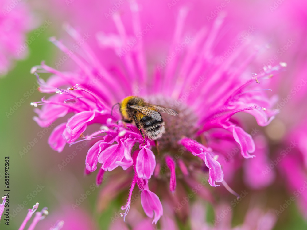 Bumblebee collecting nectar from monarda flower macro photography on a summer day. Bumblebee collecting nectar from monarda flower macro photography on a summer day.