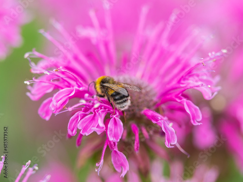 Bumblebee collecting nectar from monarda flower macro photography on a summer day.