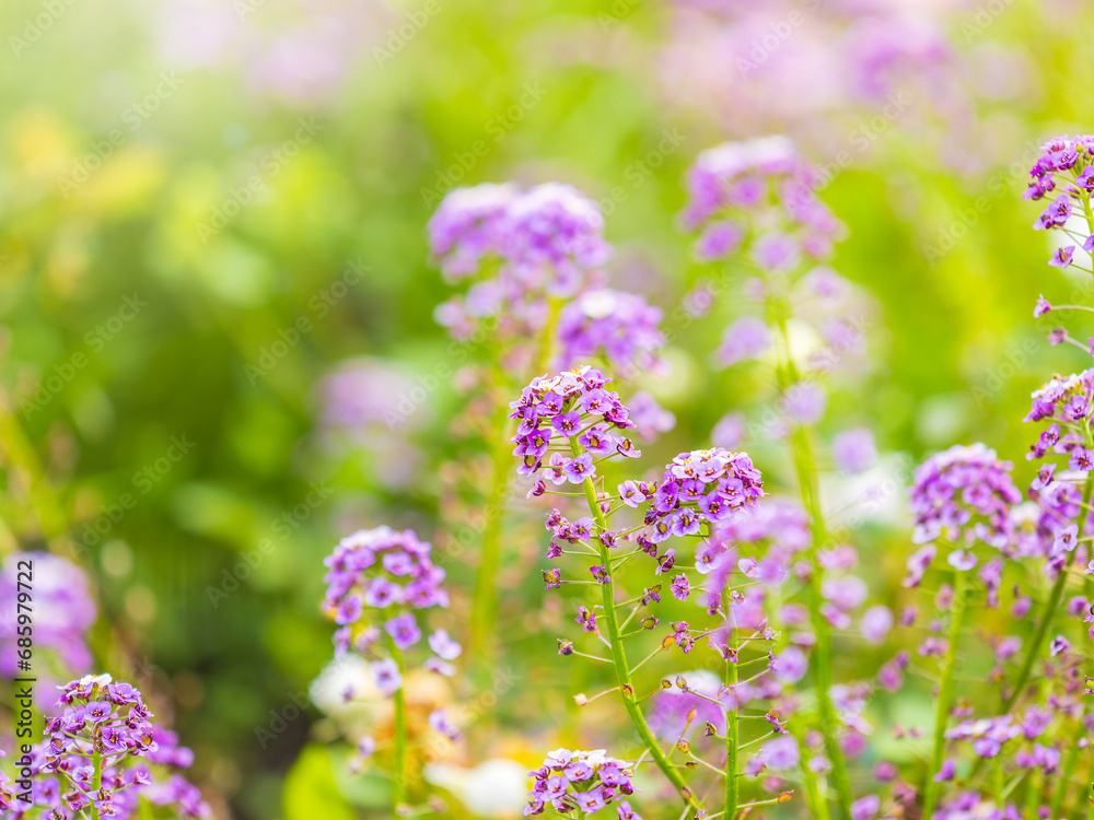 Verbena bonariensis flowers, Argentinian Vervain or Purpletop Vervain, Clustertop Vervain, Tall Verbena, Pretty Verbena, in garden Verbena bonariensis flowers, Argentinian Vervain or Purpletop Vervain, Clustertop Vervain, Tall Verbena, Pretty Verbena, in garden