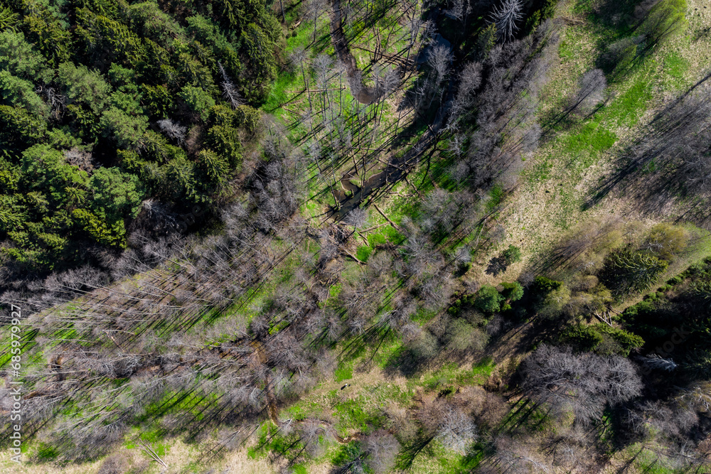 Aerial view of two forest streams converging into one Aerial view of two forest streams converging into one