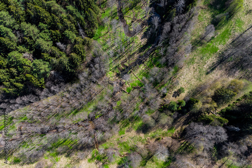 Aerial view of two forest streams converging into one