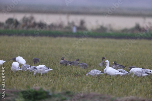 The snow goose (Anser caerulescens) is a species of goose native to North America. This photo was taken in Japan. © feathercollector