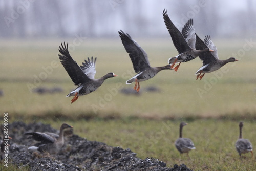 The greater white-fronted goose (Anser albifrons) is a species of goose. This photo was taken in Japan. photo