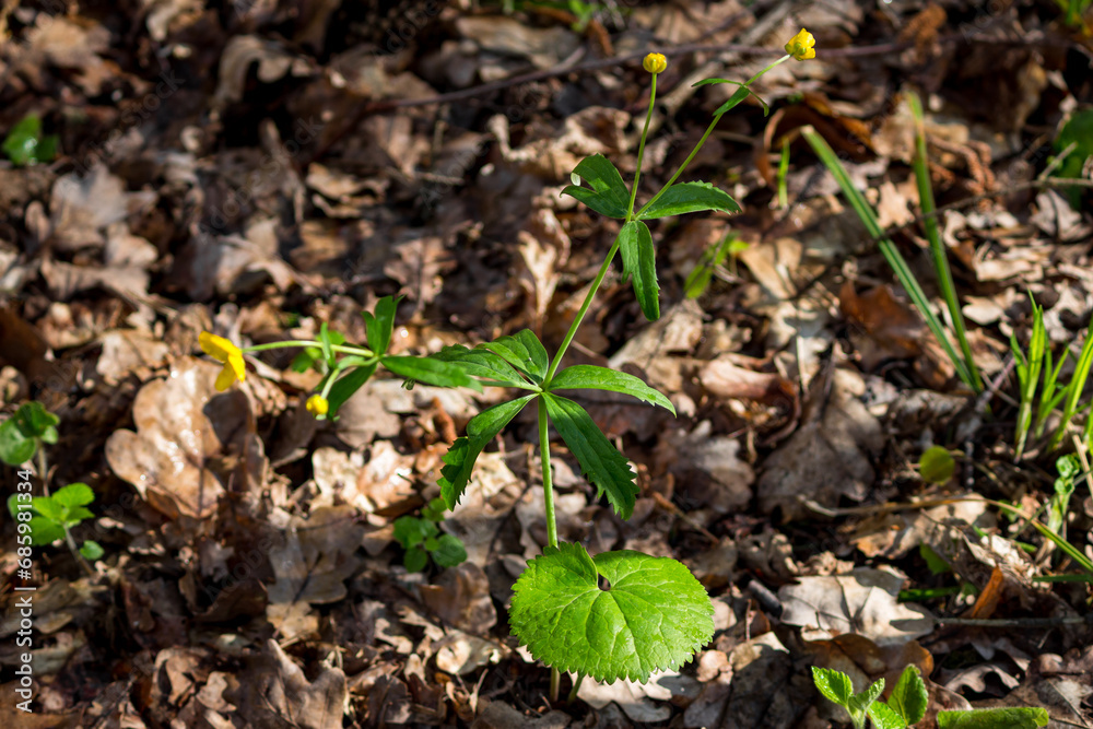 Blooming wild plant Buttercup Kashubian in spring, Ranunculus cassubicus Blooming wild plant Buttercup Kashubian in spring, Ranunculus cassubicus