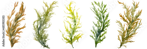 watercolour seaweed set isolated on transparent background - design element PNG cutout collection photo