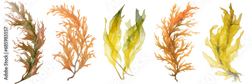 watercolour seaweed set isolated on transparent background - design element PNG cutout collection photo