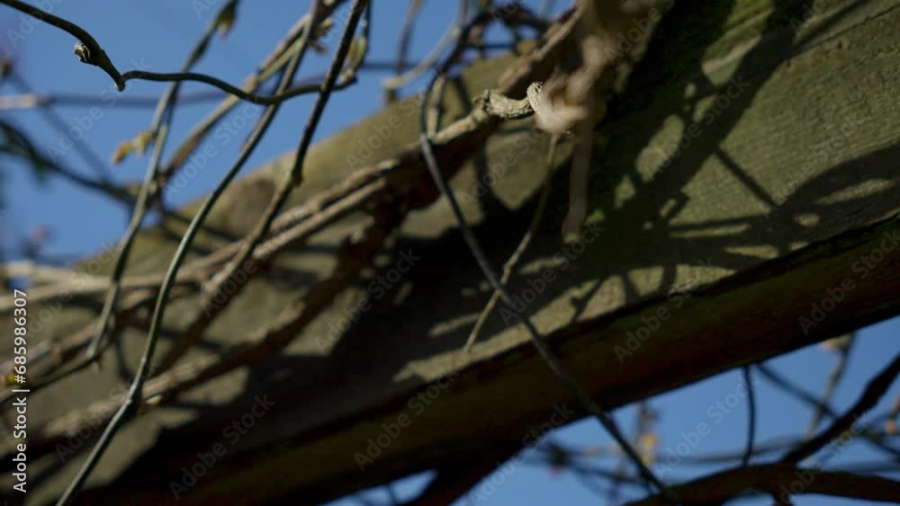 Close-up of Bare Branches Against Clear Blue Sky Close-up of Bare Branches Against Clear Blue Sky